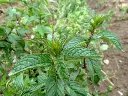 pfefferminze21_360x.webp