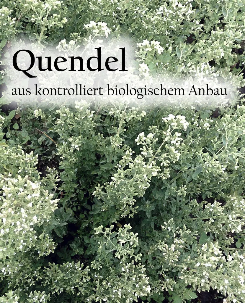 Etikett-Quendel-Echter_Feldthymianbe_1800x1800988c.webp