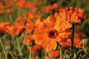 Ringelblumegr_360x.webp