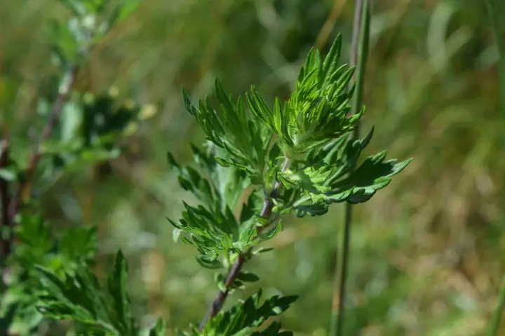 DSC_1359_720.webp