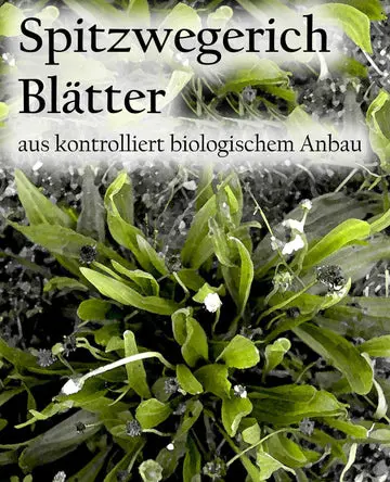 Etikett-Spitzwegerichblaetterbm.webp