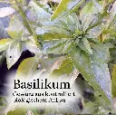 Basilikuma_1800x1800757e.webp