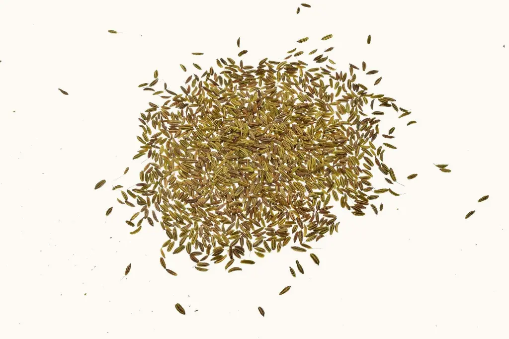 fenchel-lose_1800x18000cb9.webp