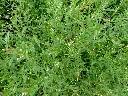 weidenr2_1800x1800f8af.webp