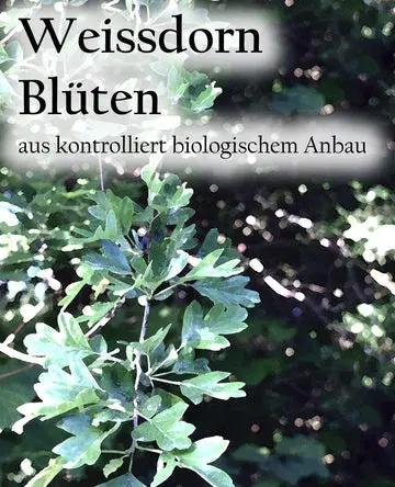 Etikett-Weissdornbluetenbq_360x.webp