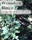 Etikett-Weissdornbluetenbq_360x.webp