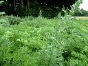 wermut1_1800x18009888.webp