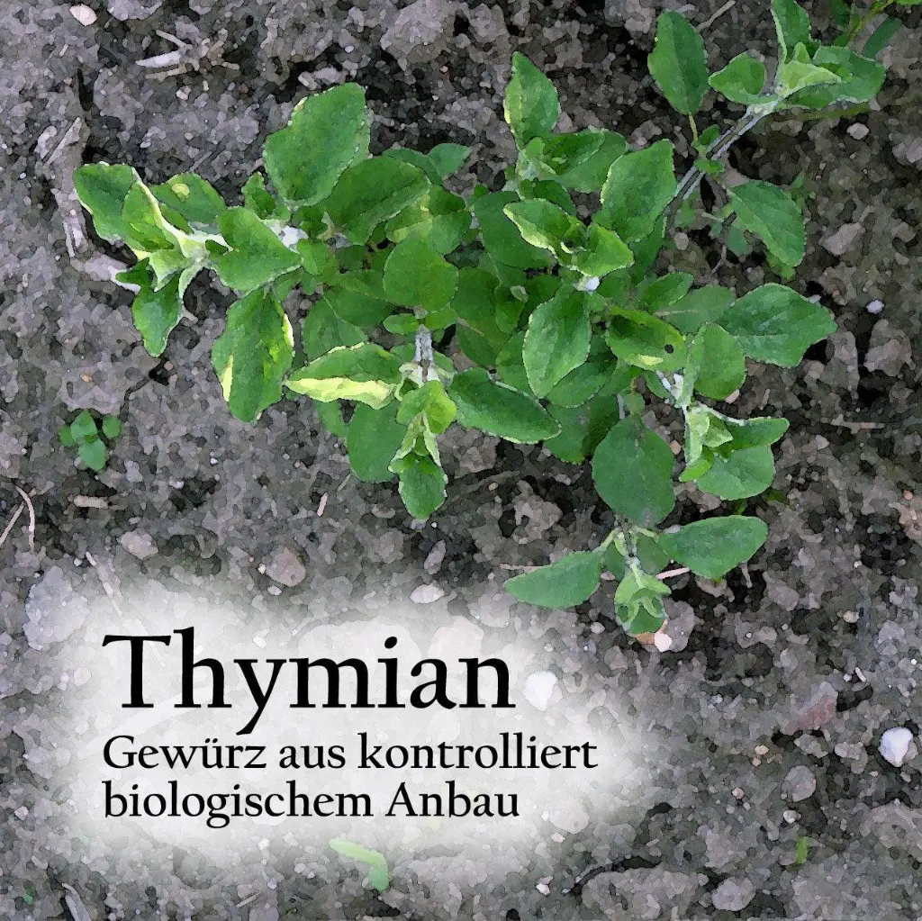 Thymianci_1800x18006d95.webp