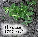 Thymianci_1800x18006d95.webp