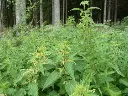 brennessel1_360x.webp