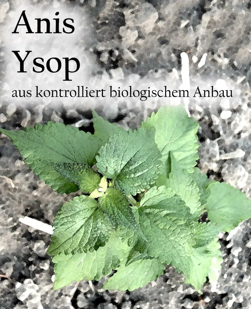 Etikett-Anis_Ysop_1800x1800bec0.webp