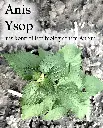 Etikett-Anis_Ysop_1800x1800bec0.webp