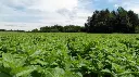 Apfelminzefeld_720x.webp