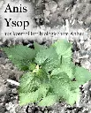 Etikett-Anis_Ysop_360x.webp