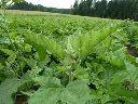 eibisch1_720x.webp
