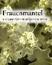 Etikett-Frauenmantelm_.webp