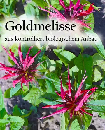 Etikett-Goldmelisse.webp