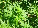 hanf2gr_1800x18002def.webp