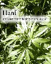 Etikett-Hanfx_1800x18009319.webp