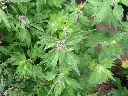 herzgespann2_1800x1800502a.webp