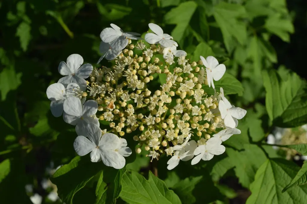 holunderbluete_1800x18009ce5.webp