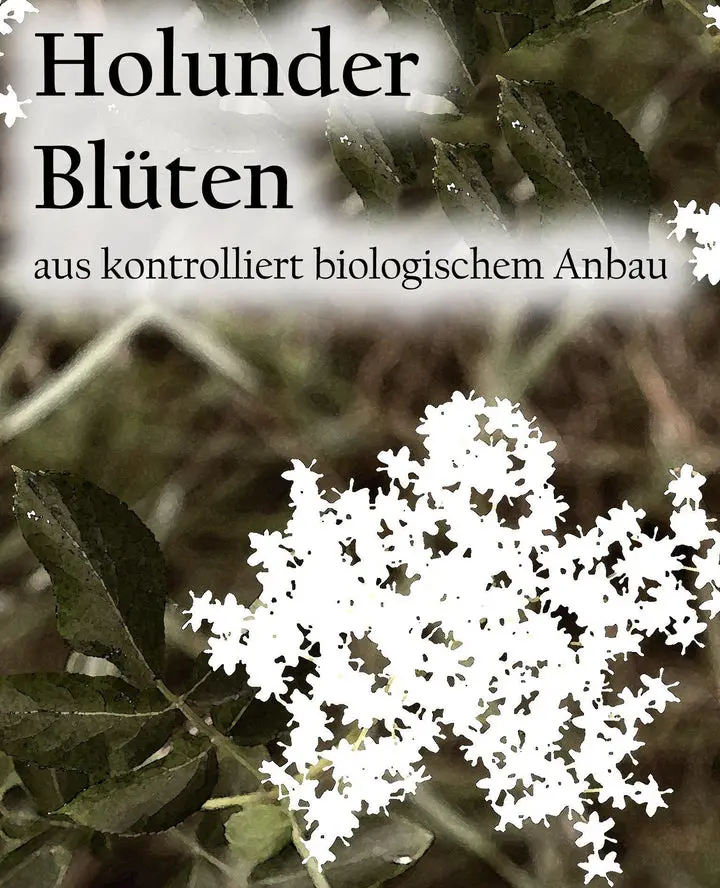 Etikett-Holunderbluetenaf_720x.webp