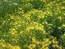 johanniskr2_720x.webp