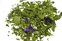 malve-lose_1800x18005a83.webp