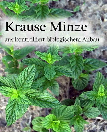 Etikett-Krauseminzear_360x.webp