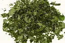 melisse-lose_480xa810.webp