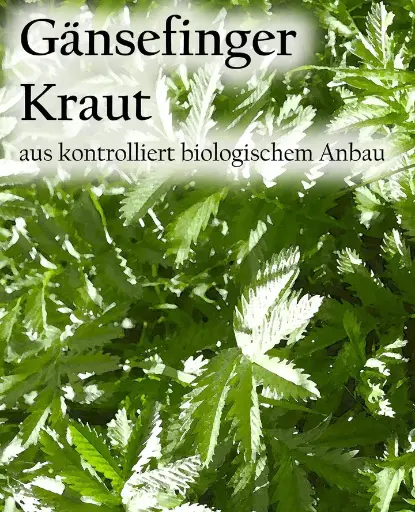 [13] Gänsefingerkraut Zach Tee [50g]